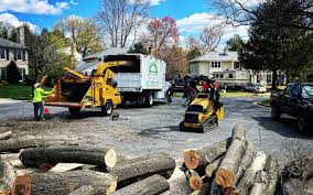 Best Tree Disease Treatment  in Edgerton, KS