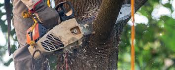 How Our Tree Care Process Works  in  Edgerton, KS