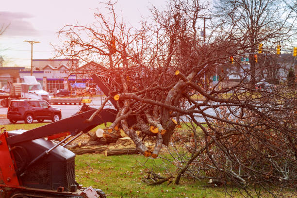 Best Utility Line Clearance  in Edgerton, KS