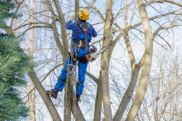 Best Tree and Shrub Care  in Edgerton, KS