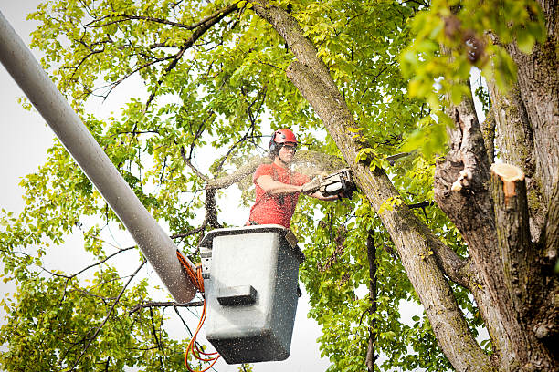 Best Root Management and Removal  in Edgerton, KS