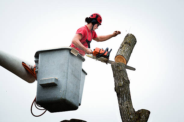 Best Storm Damage Tree Cleanup  in Edgerton, KS