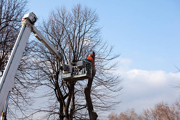 Best Arborist Consultation Services  in Edgerton, KS