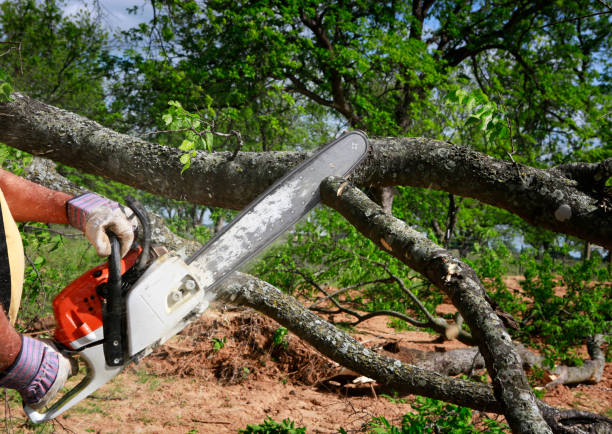 Trusted Edgerton, KS Tree Services Experts