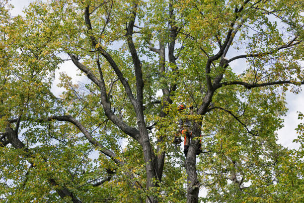 Tree and Shrub Care in Edgerton, KS